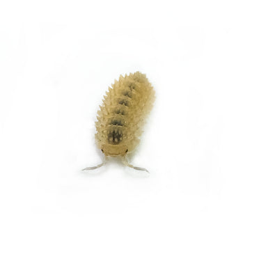 Cristarmadillidium Muricatum Spiky Pineapple Isopod